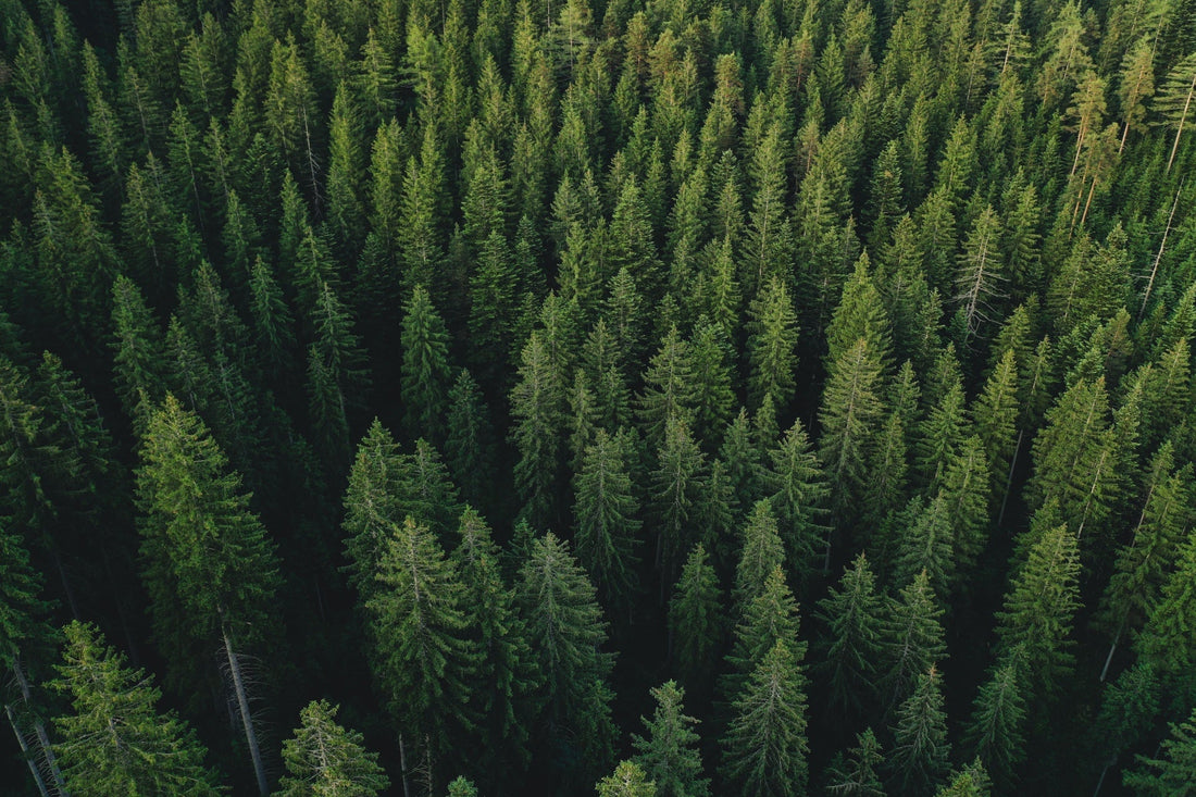 The Power of Tree Planting Drones