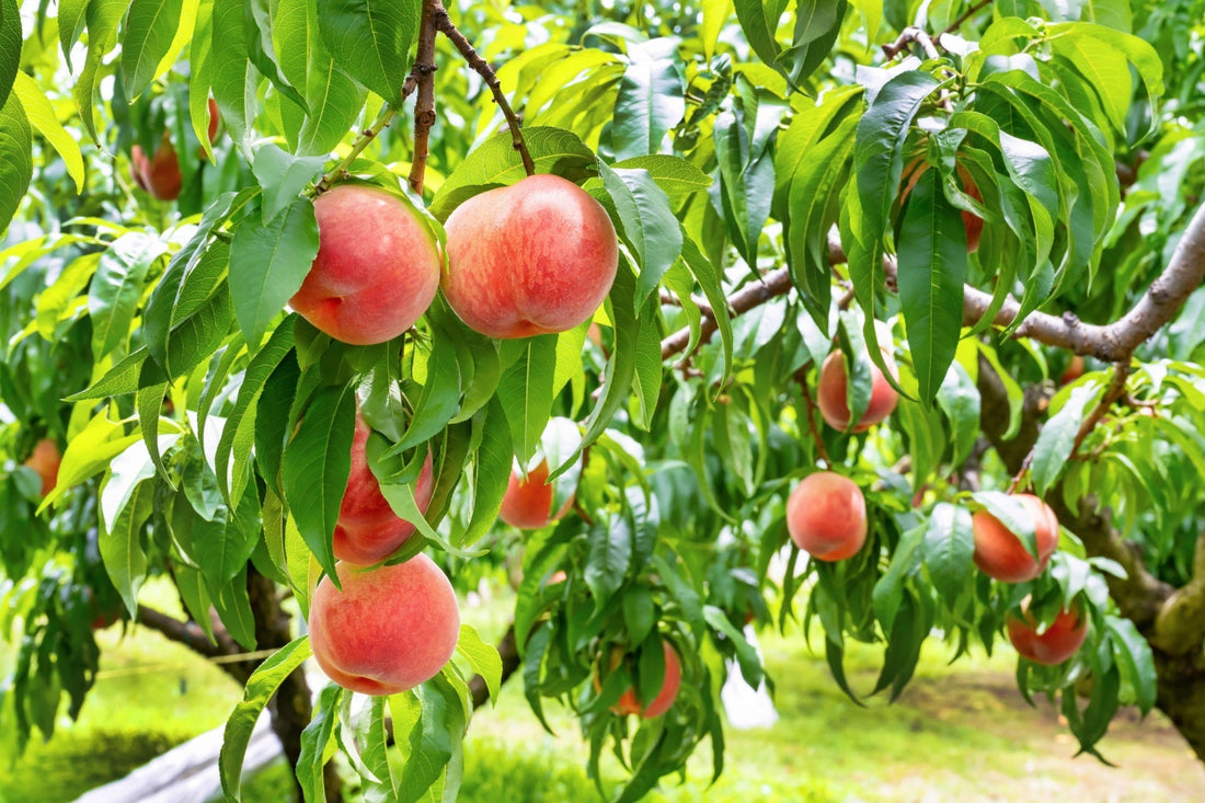 Urban Fruit Rebellion