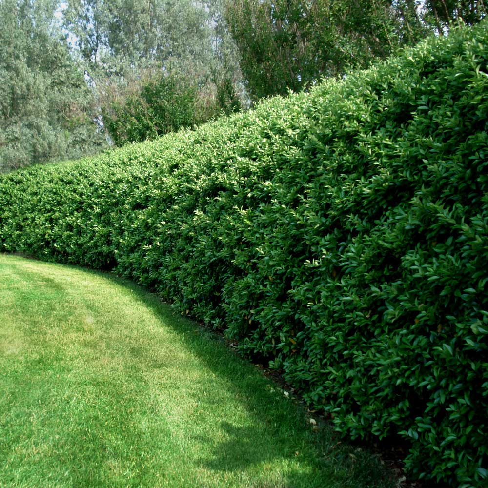 Evergreen Shrubs