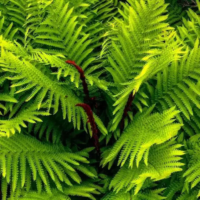 All Ferns