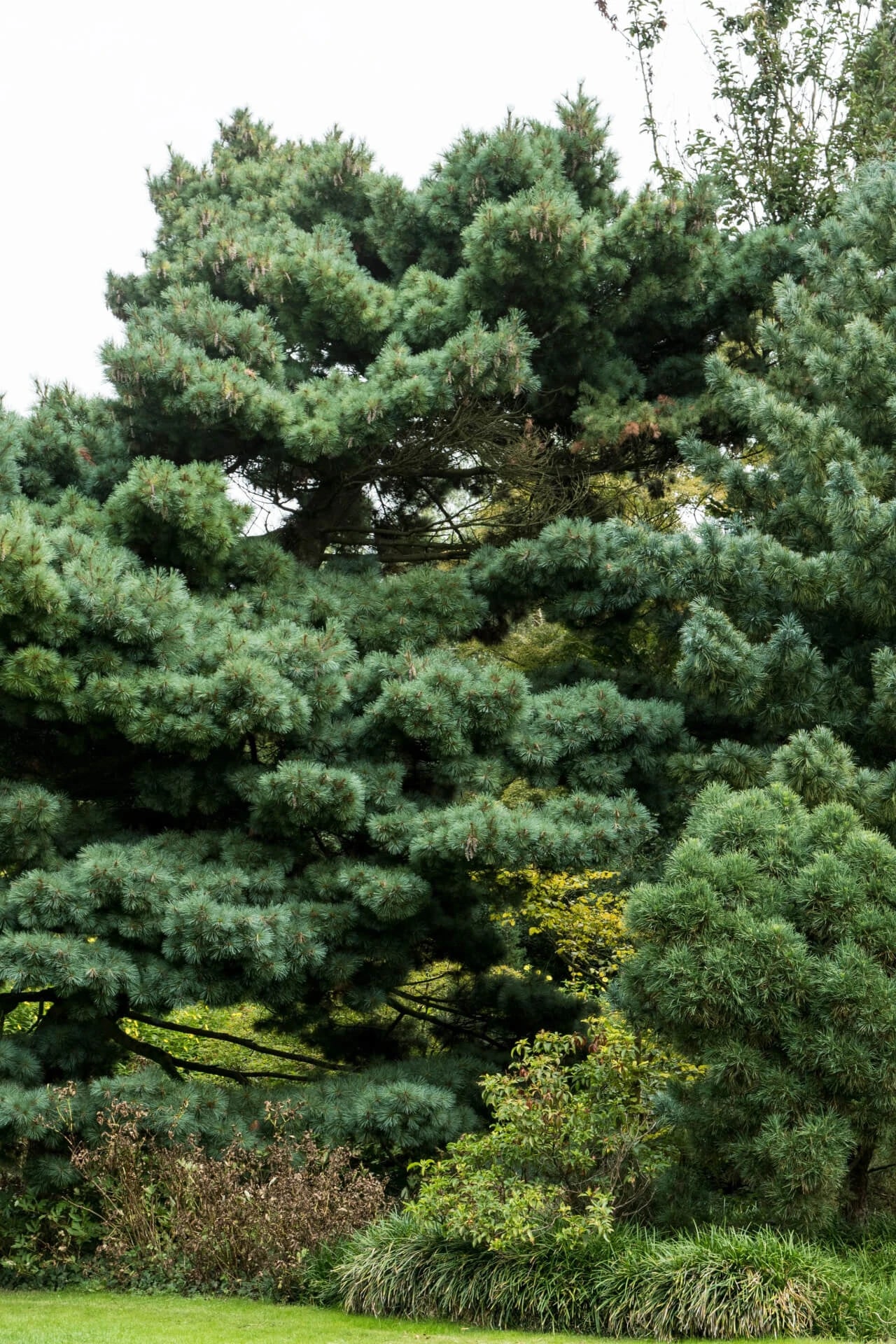 Evergreen Trees