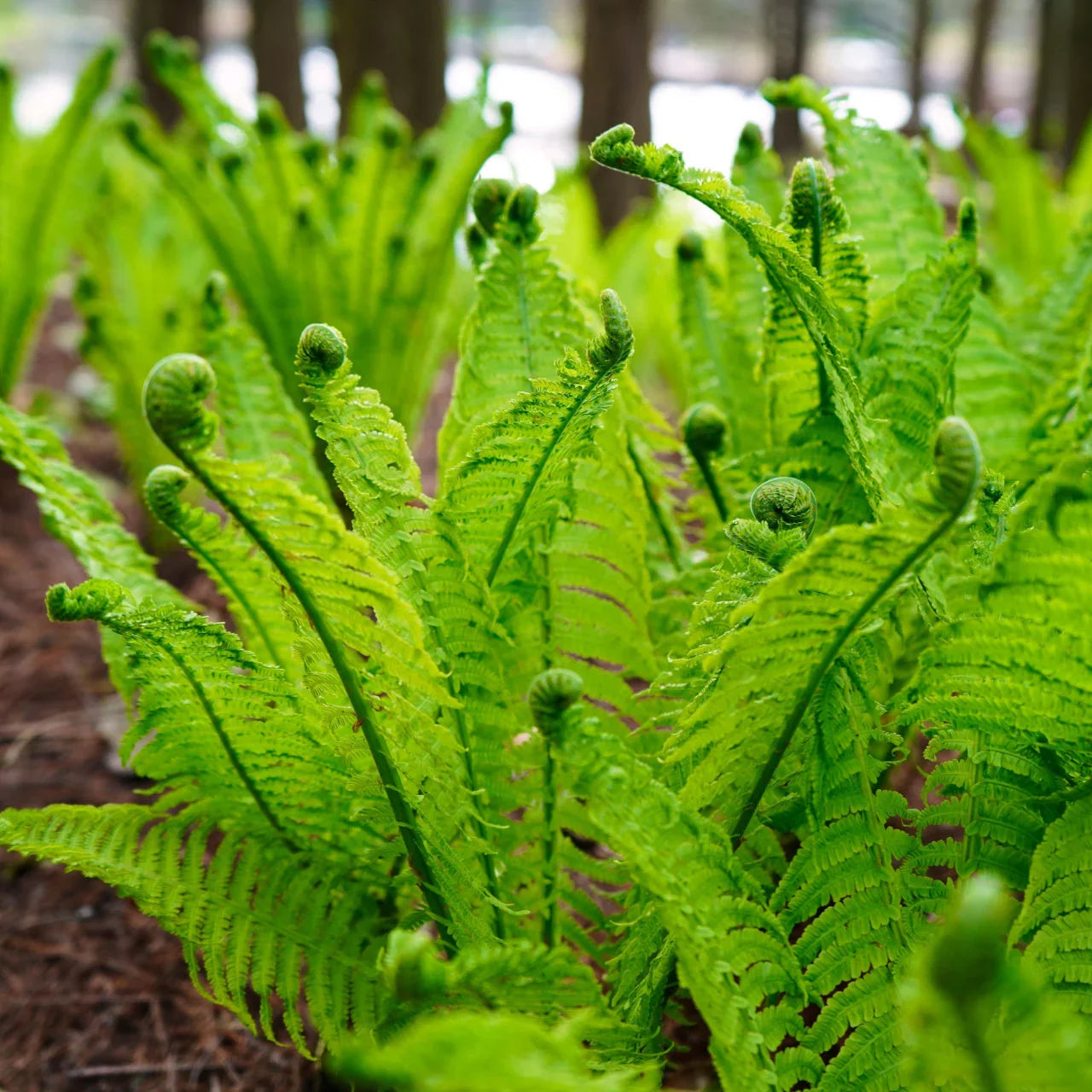 Shade Ferns