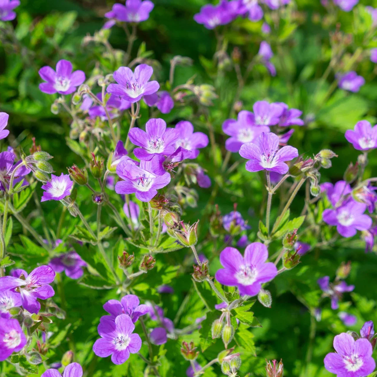 Shade Perennials