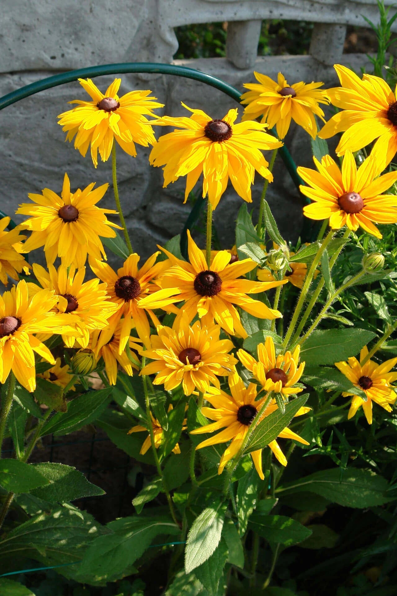 Sun Perennials