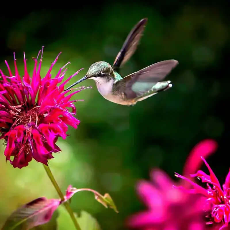 10 Hummingbird Plants