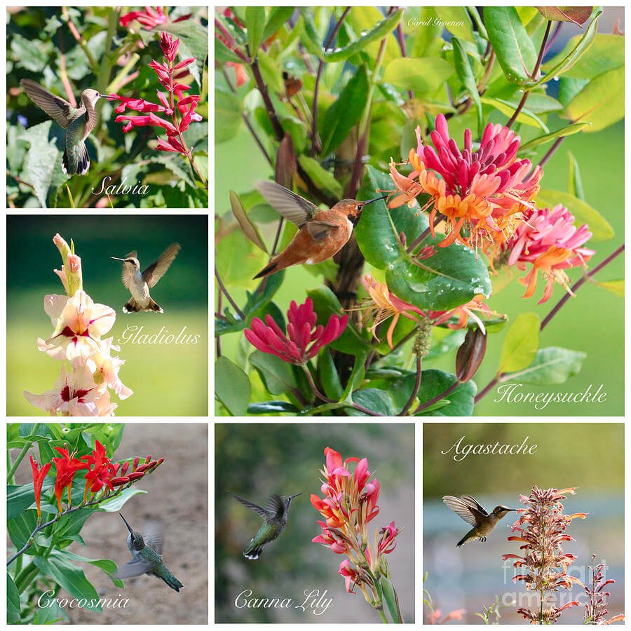 10 Hummingbird Plants