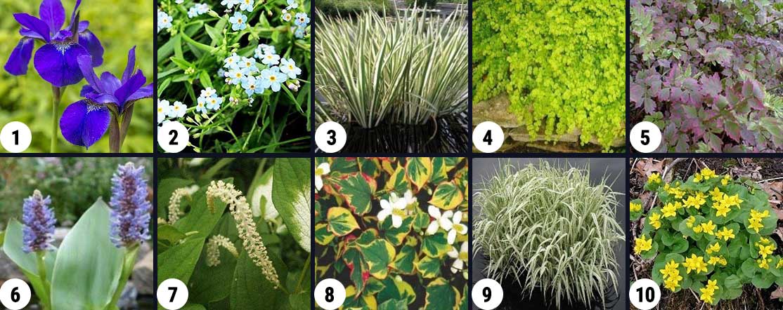 10 Water Garden Plants