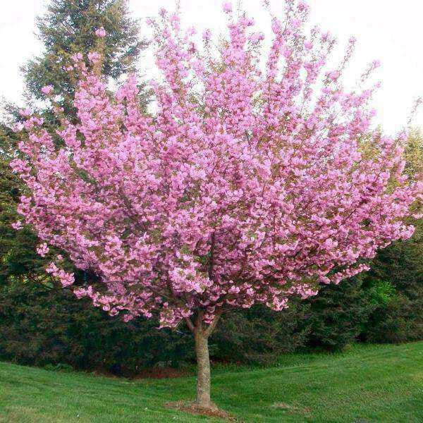 Kwanzan Cherry Tree