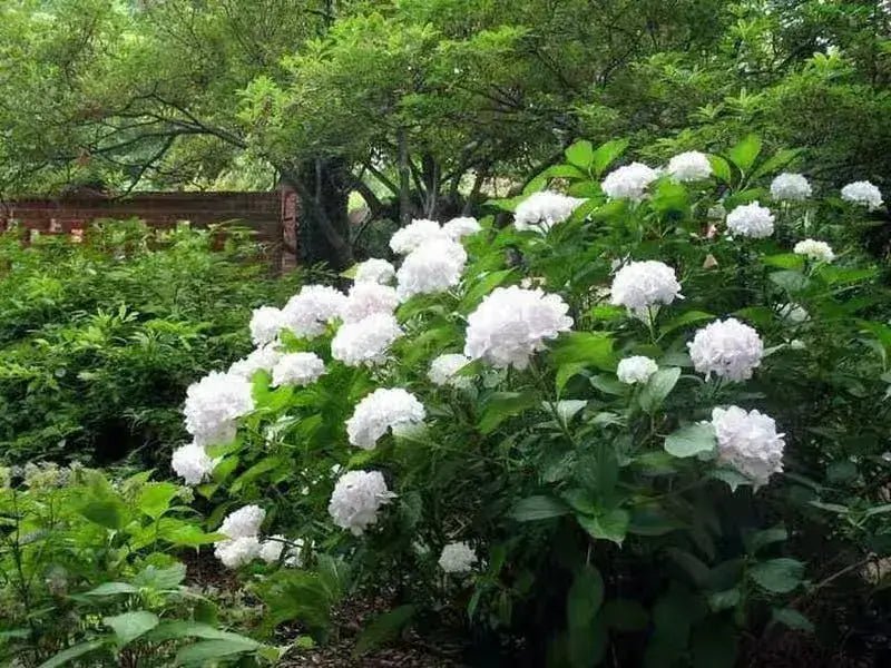 6 Flowering Shrubs