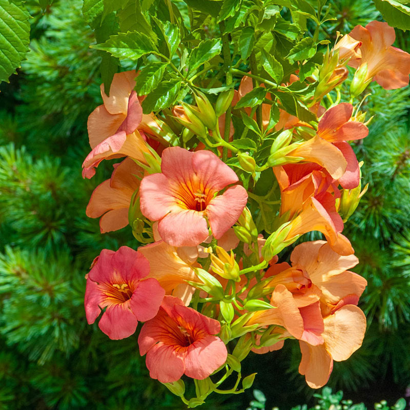 Trumpet Vines