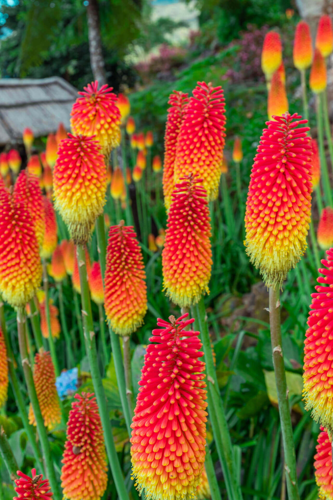 Red Hot Poker