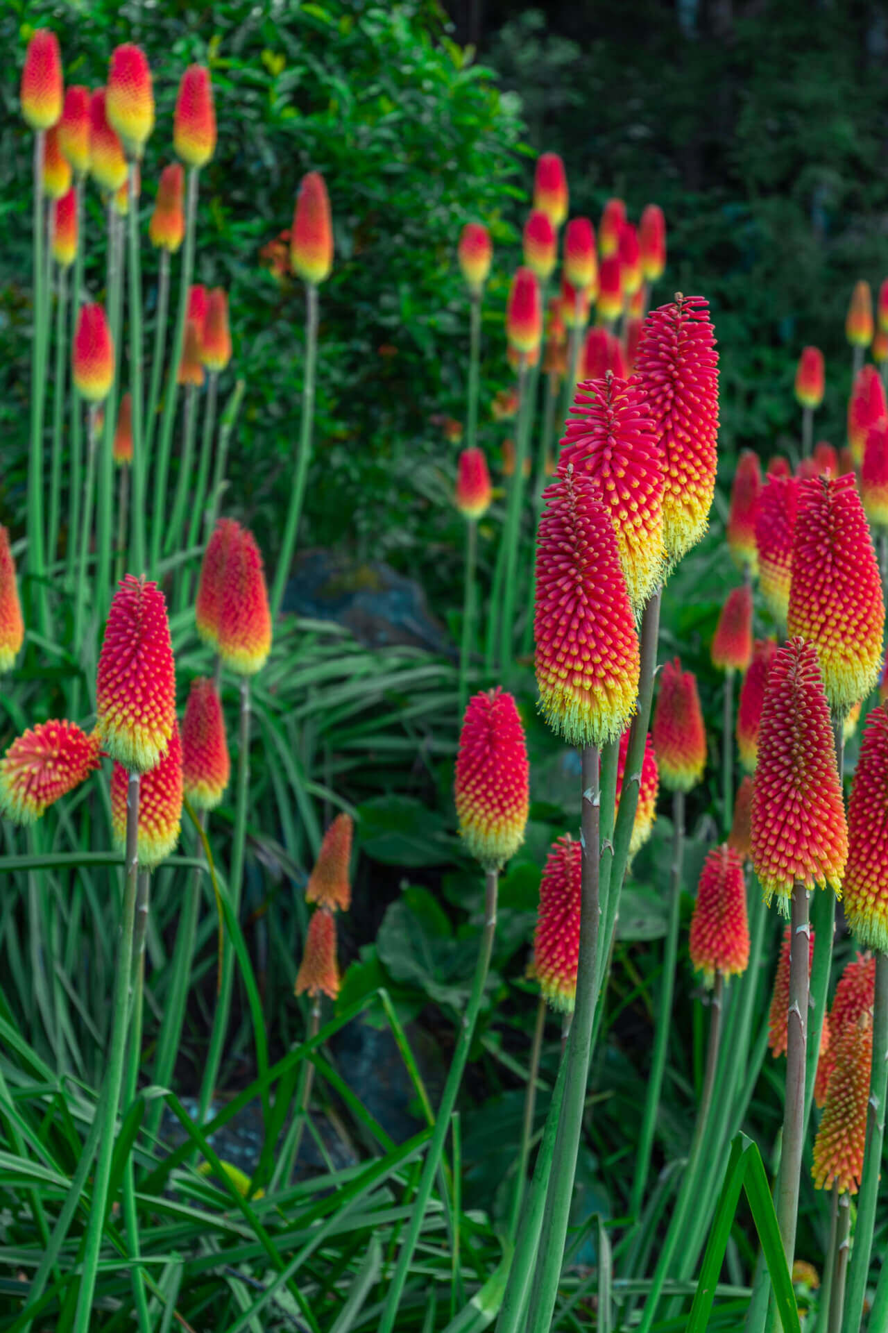 Red Hot Poker