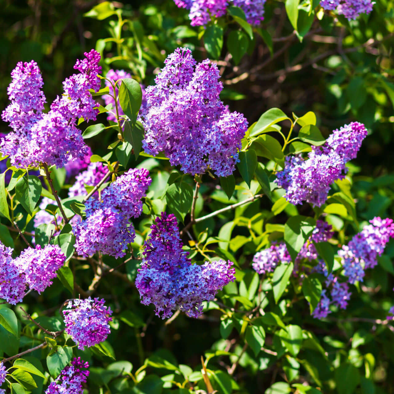 lilac shrub