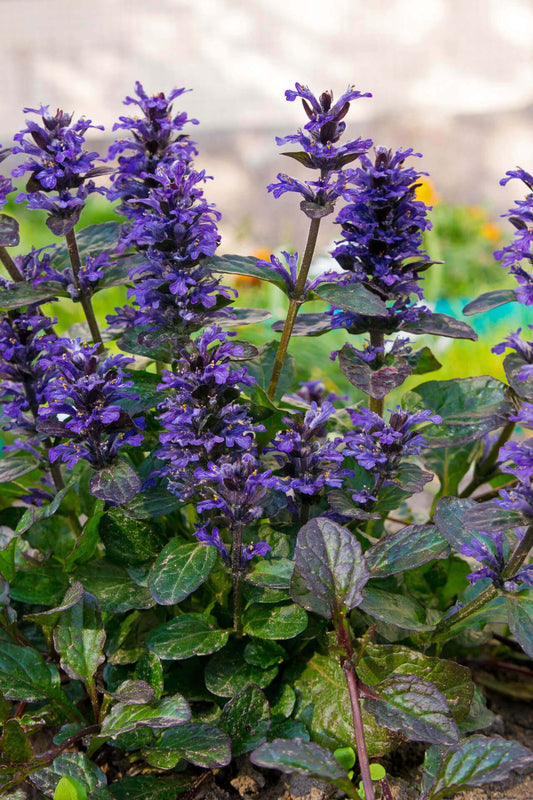 Ajuga Reptans