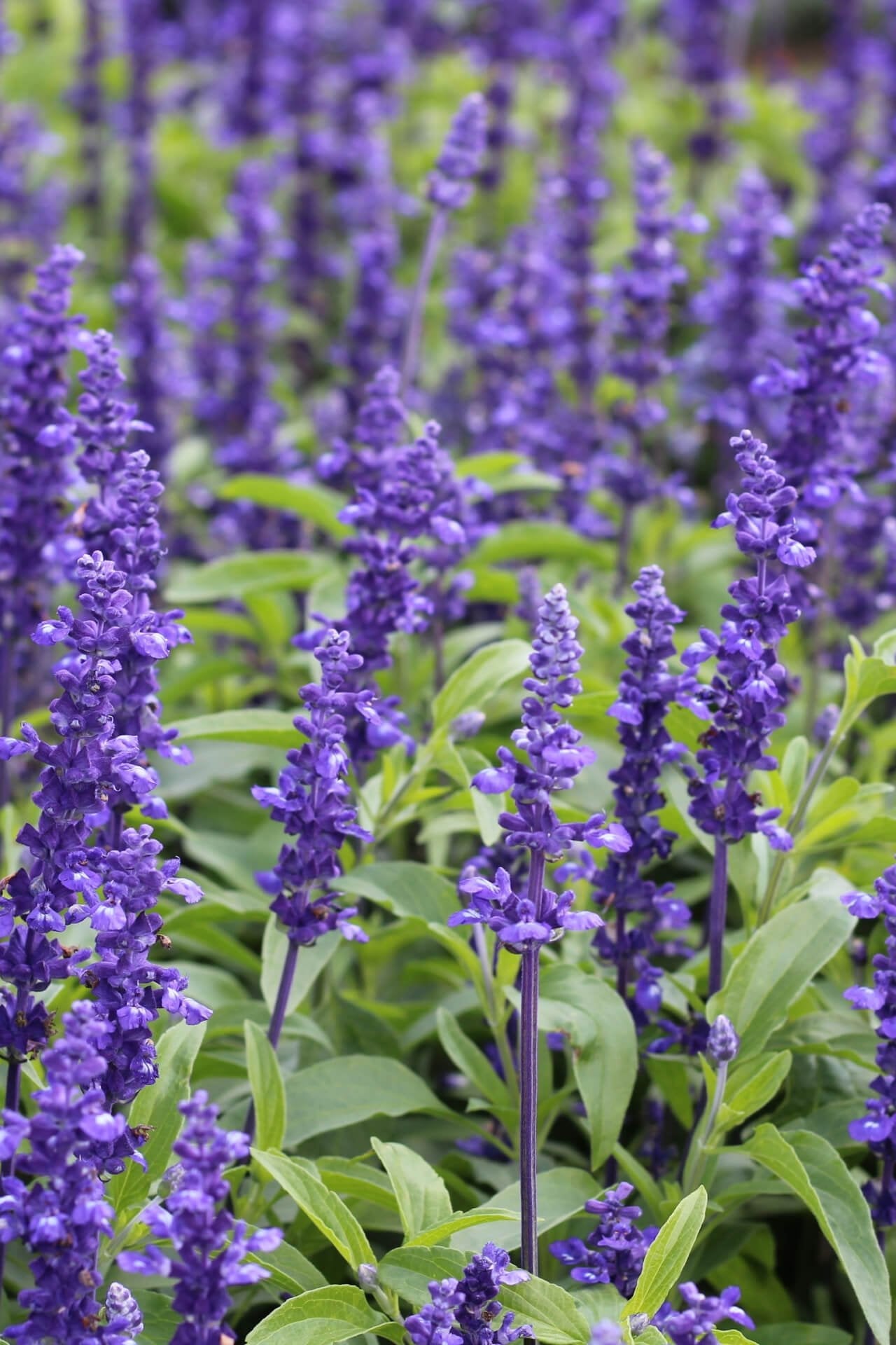 Ajuga Reptans