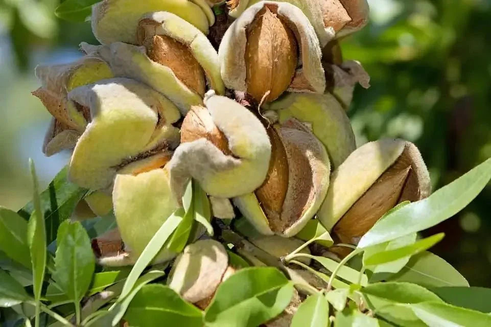 Almond Tree