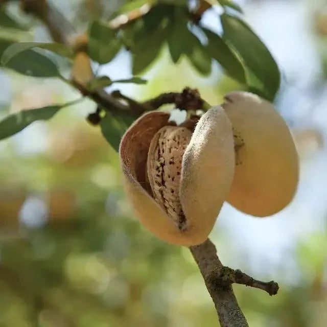 Almond Tree