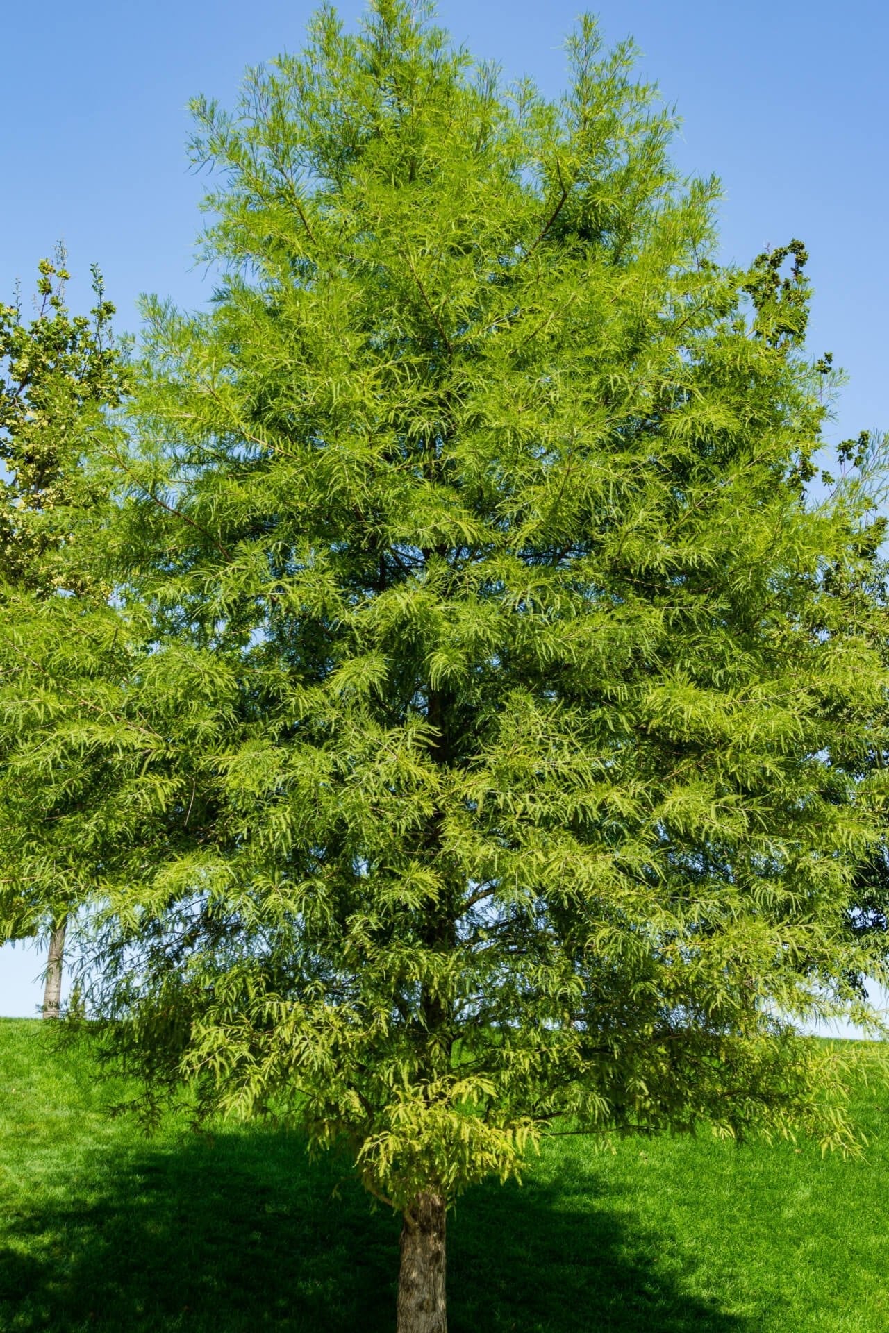 Bald Cypress Tree