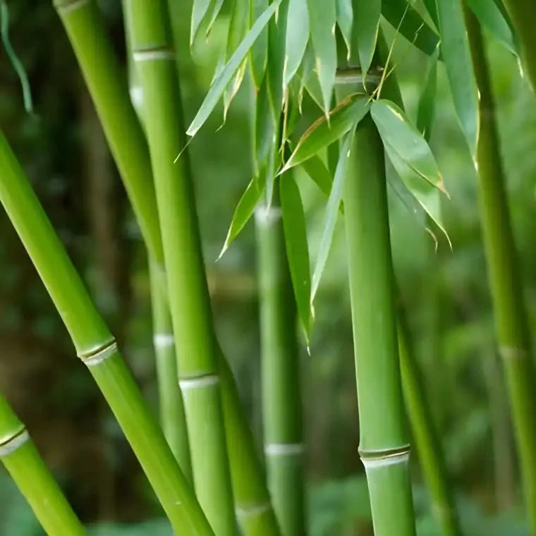 Bamboo Plant for sales 2