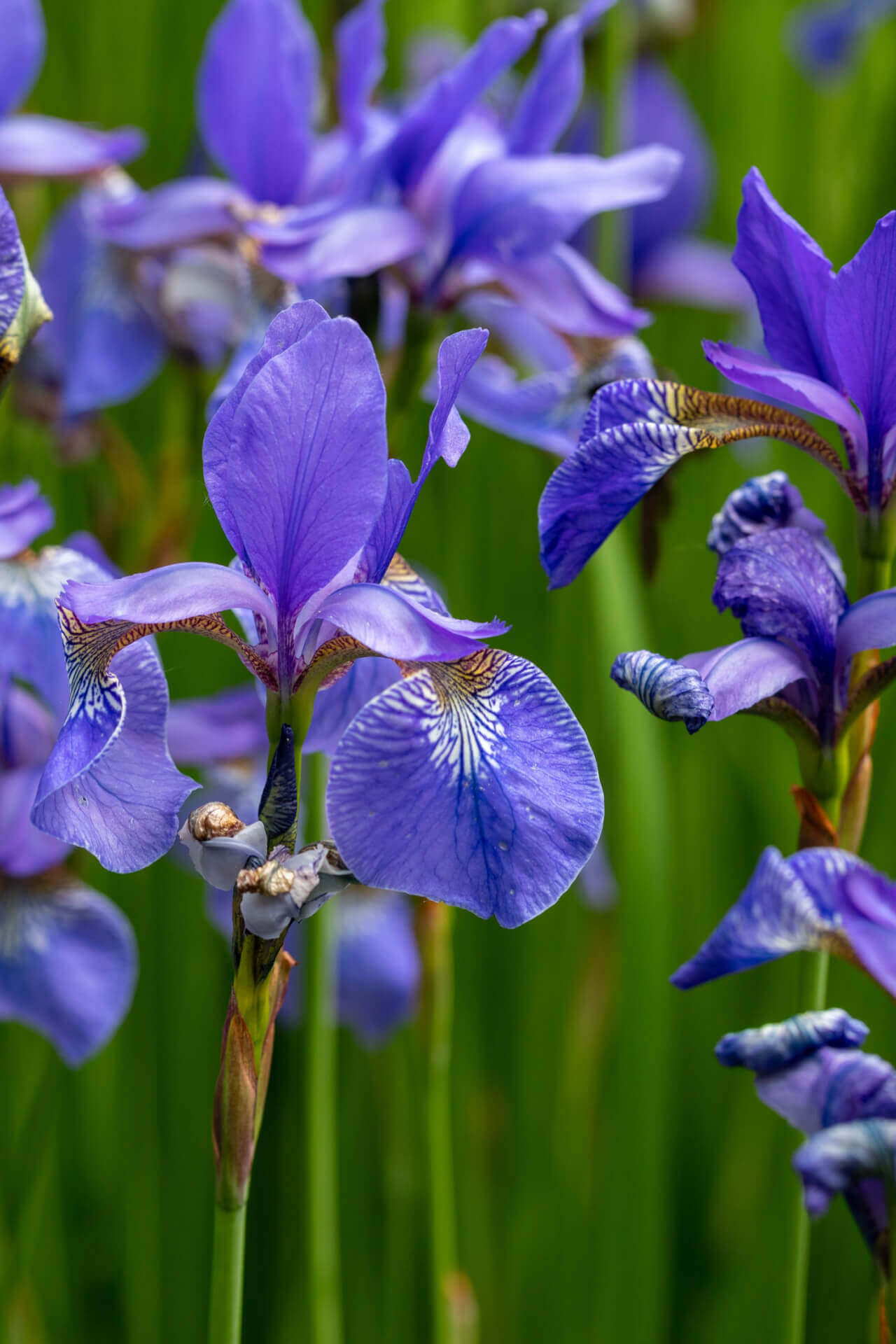 Bearded Iris