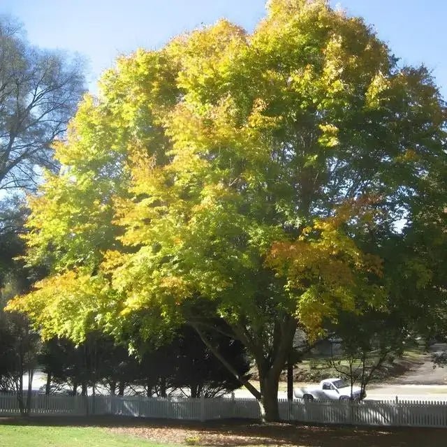 Beech Tree