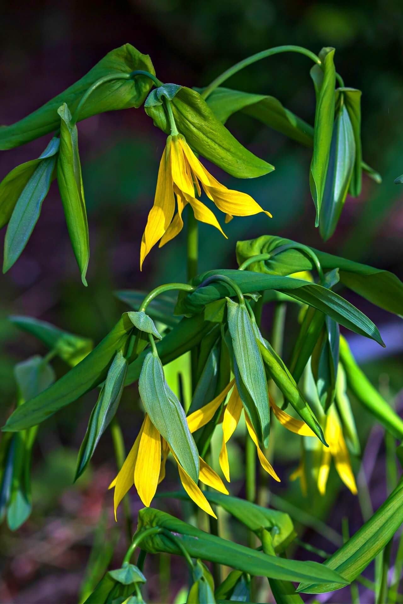 Bellflower Plant