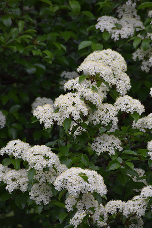 Black Haw Viburnum