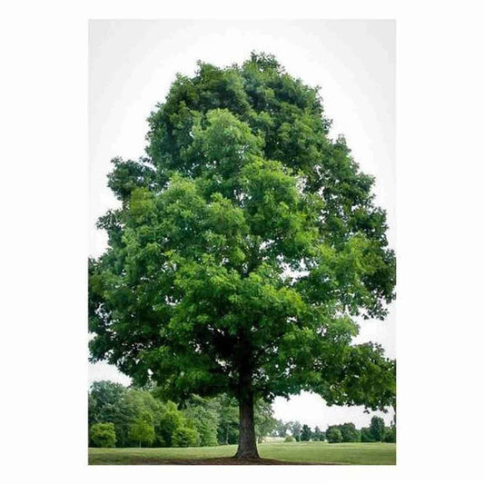 Black Oak Seedlings - Package of 100