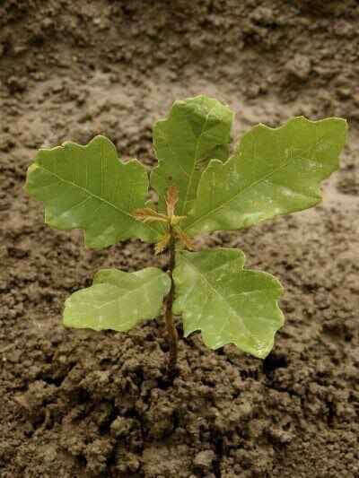 Black Oak Seedlings - Package of 100