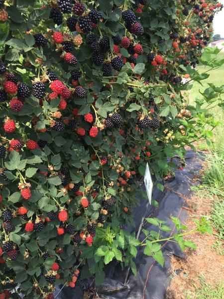 Blackberry Plant