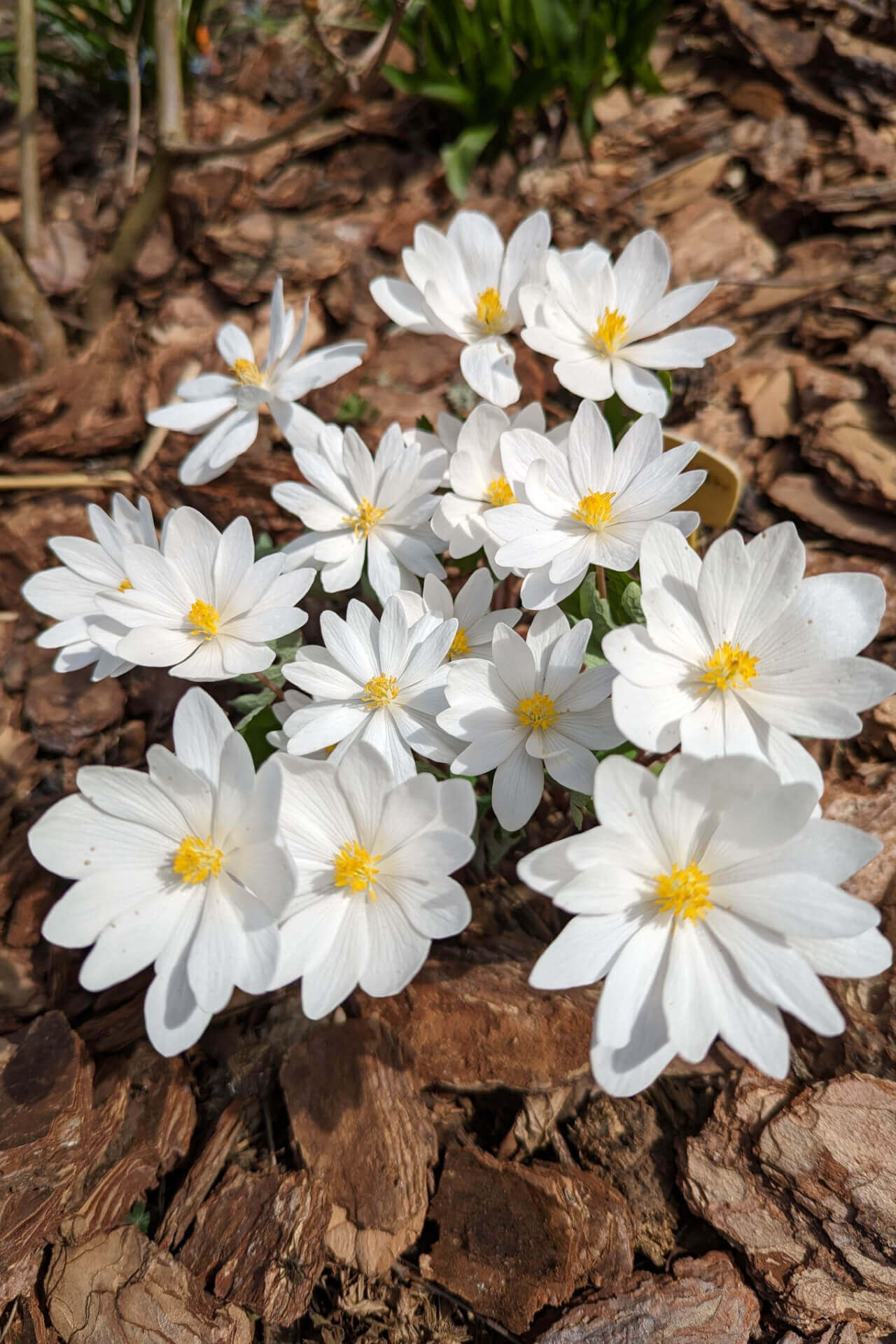 Blood Root