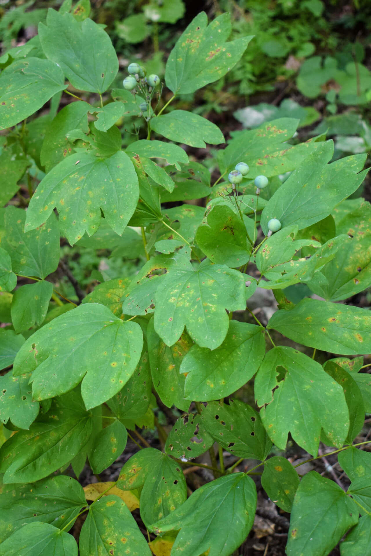 Blue Cohosh