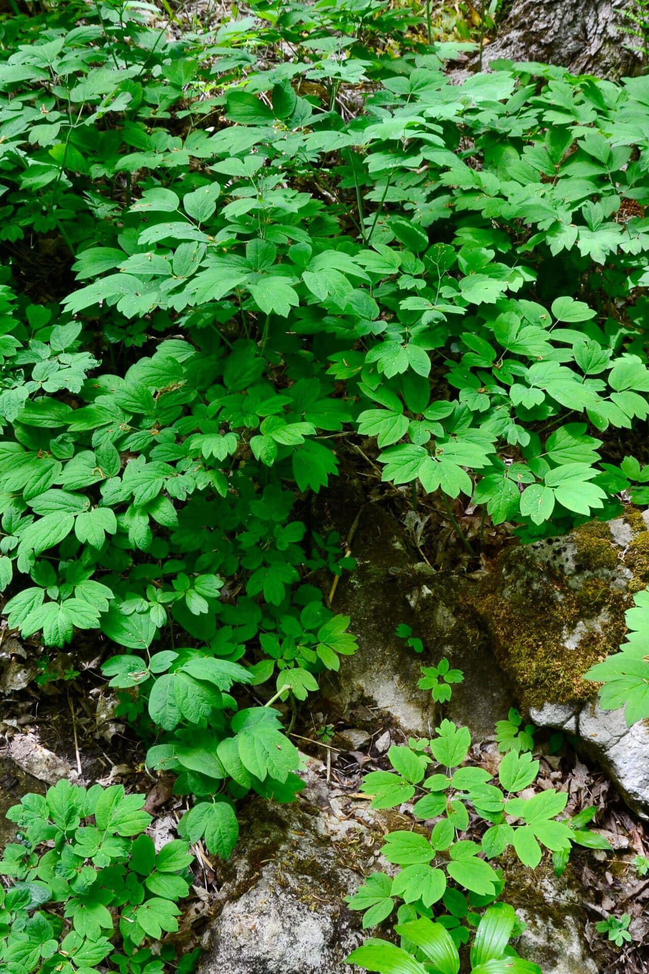 Blue Cohosh