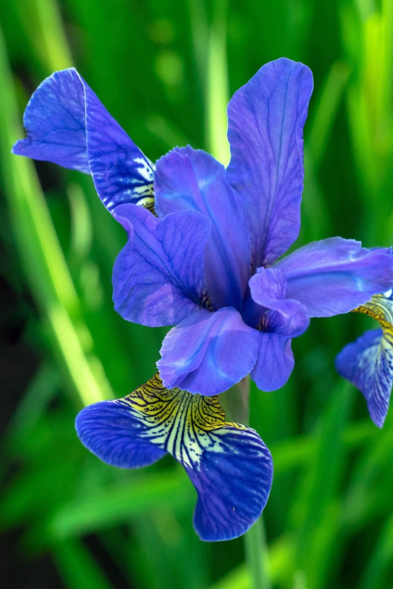 Blue Flag Iris