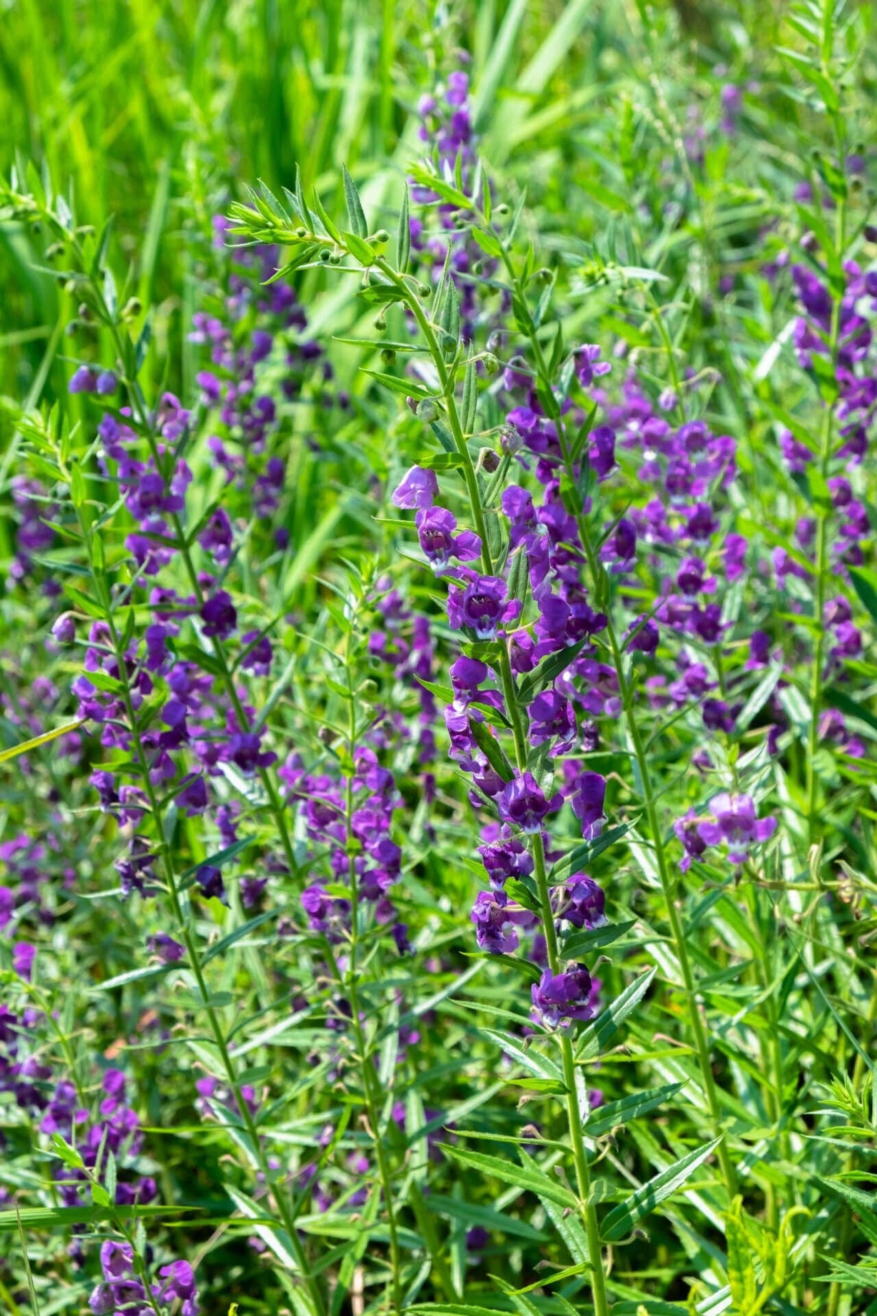 Blue Vervain