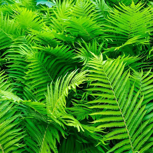 Bracken Fern