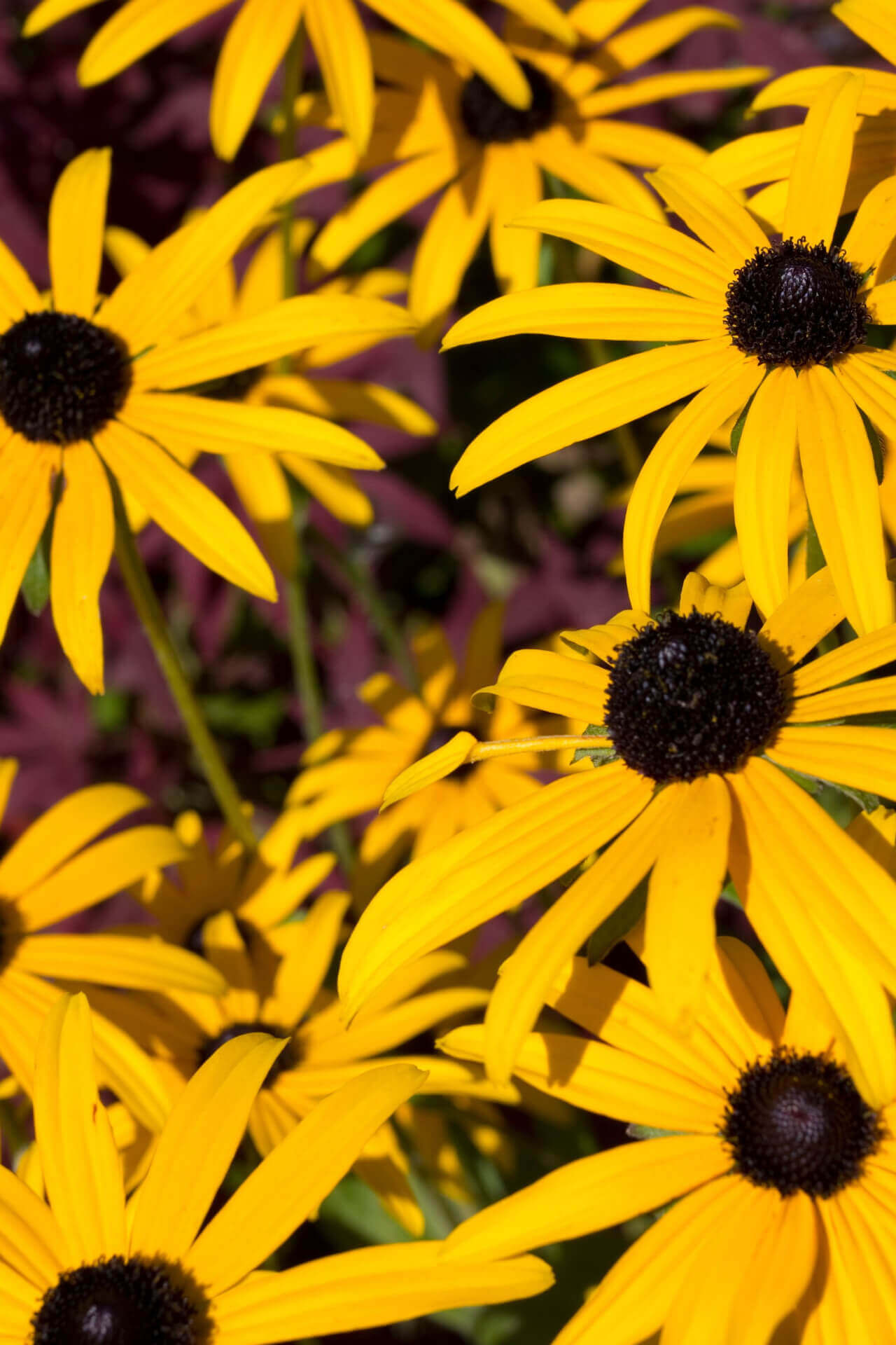 Brown Eyed Susan