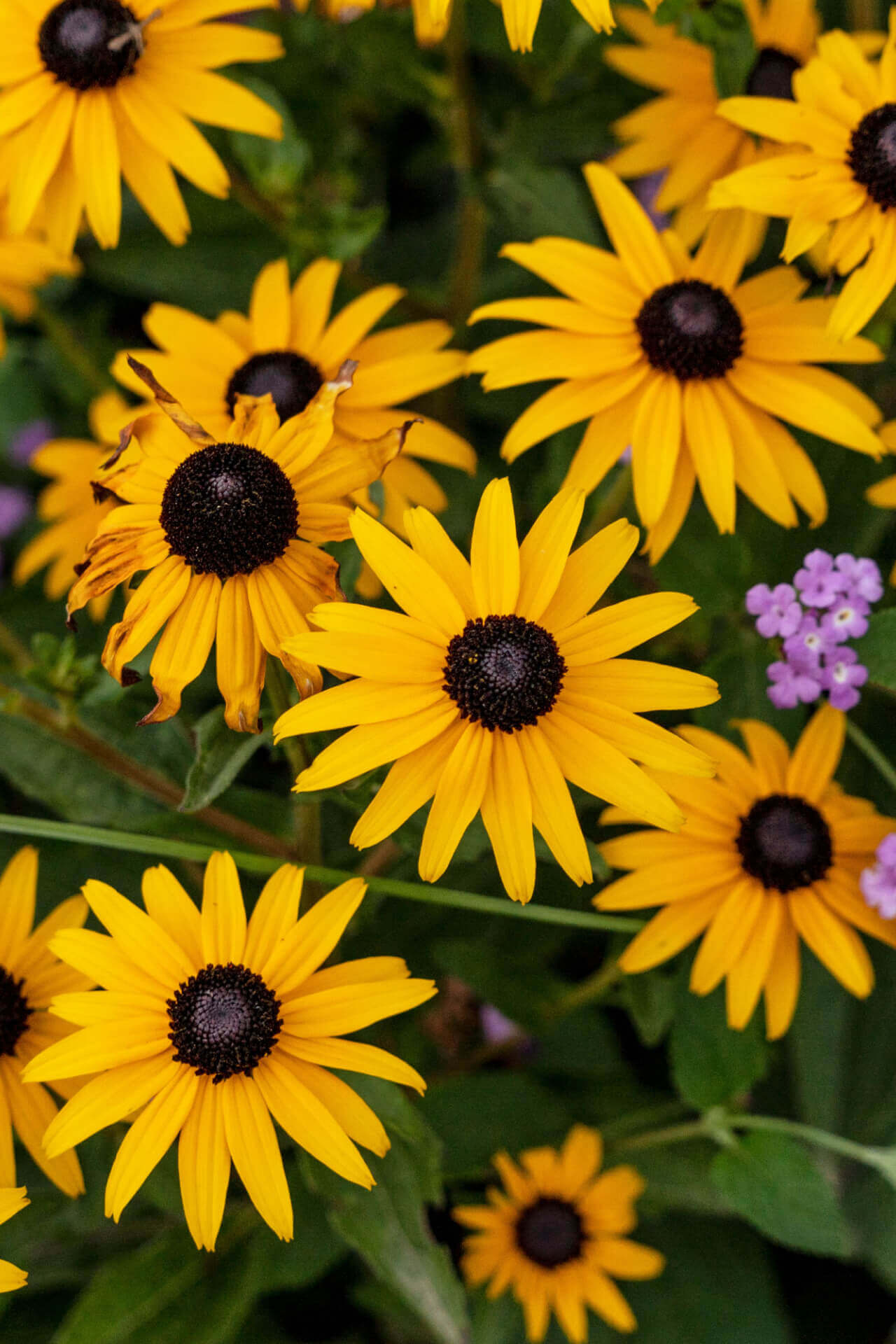 Brown Eyed Susan