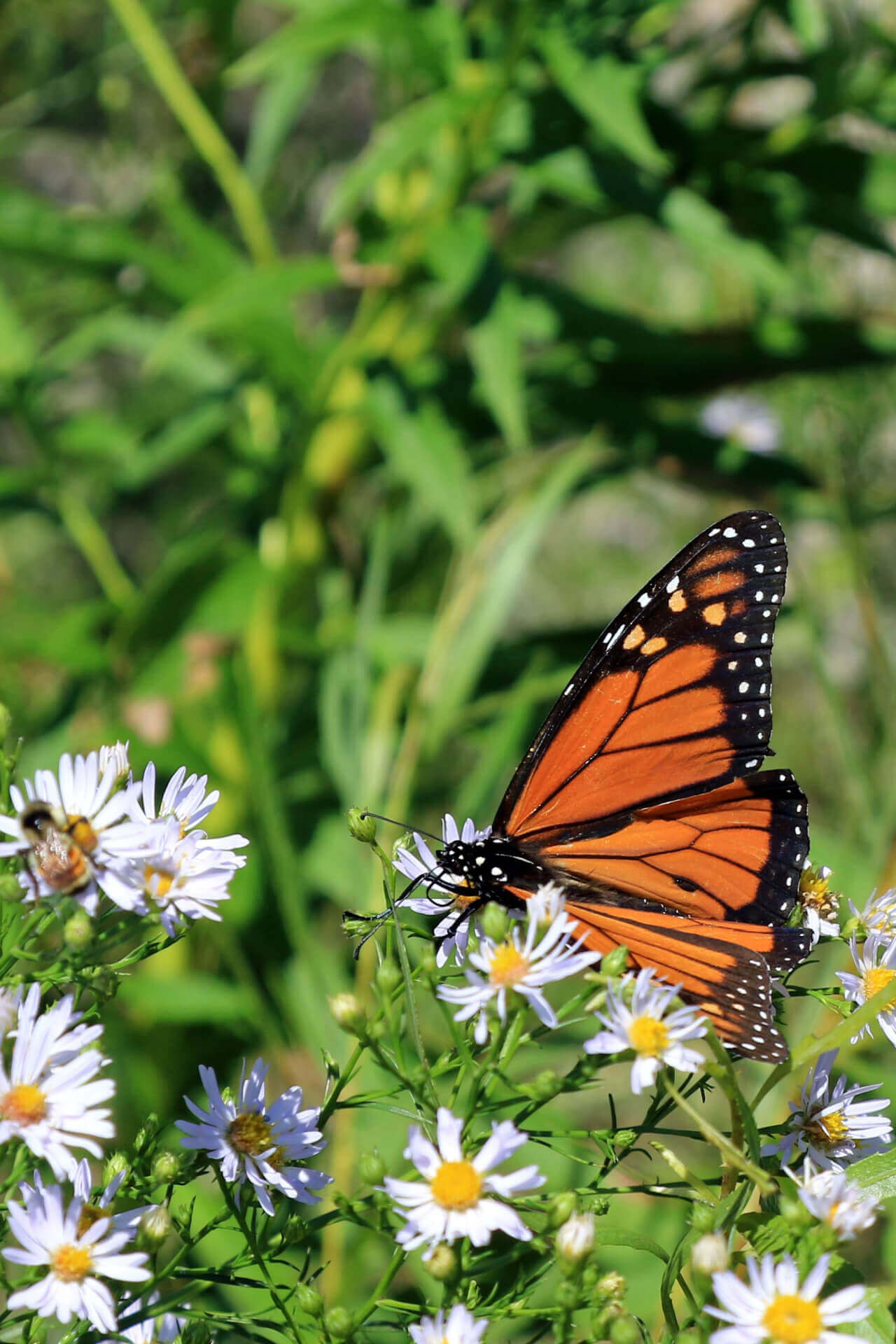 Butterfly Plants - 6 plants