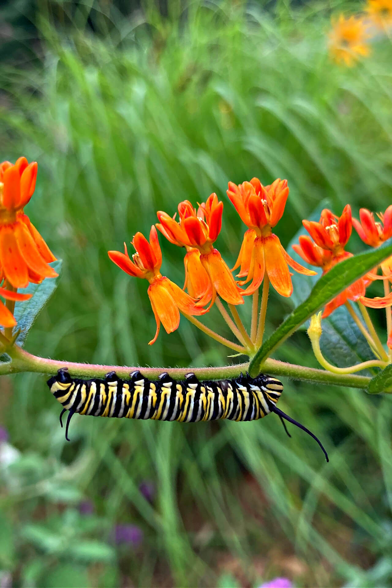 Butterfly Plants - 6 plants