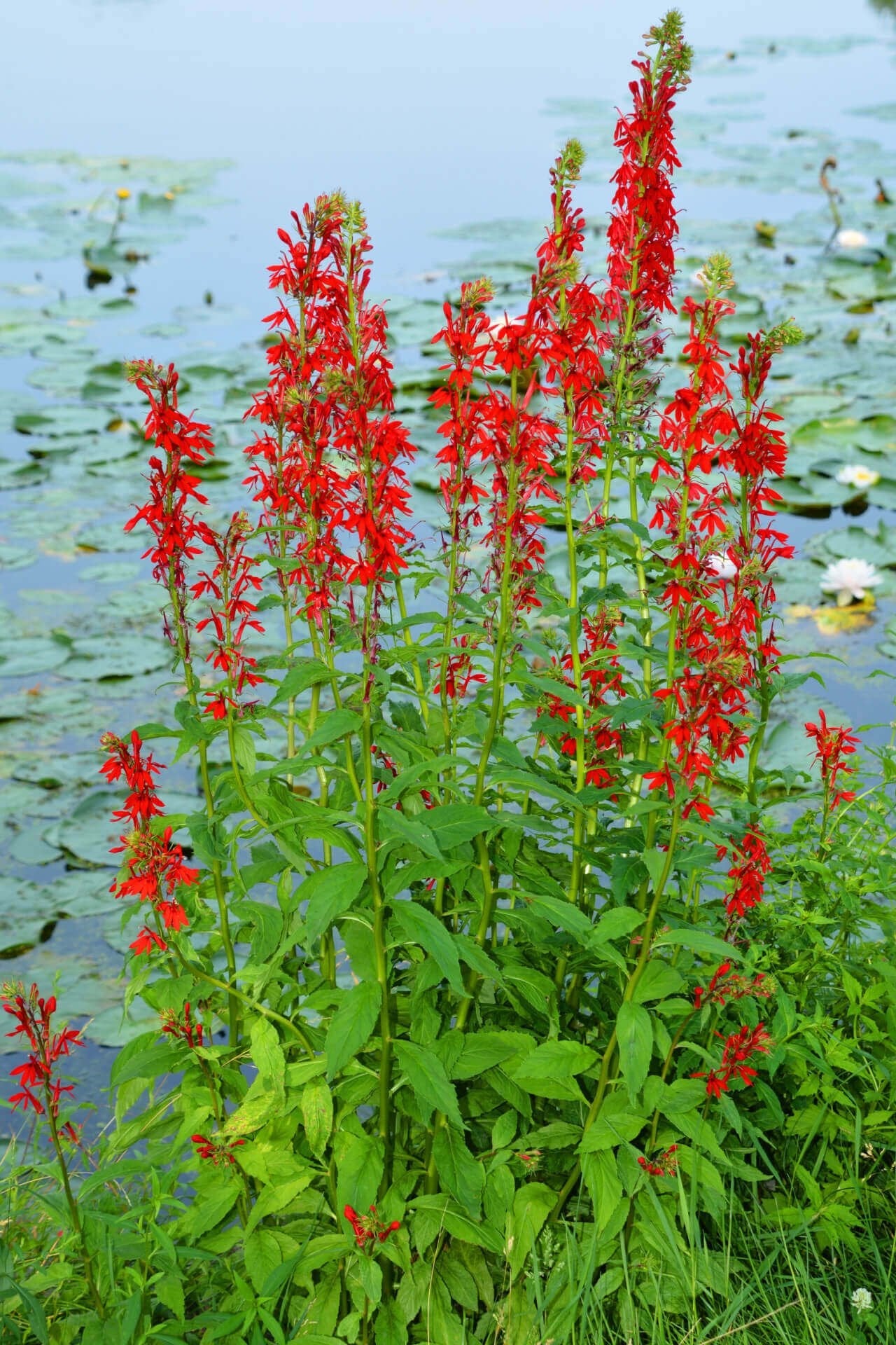 Cardinal Flower