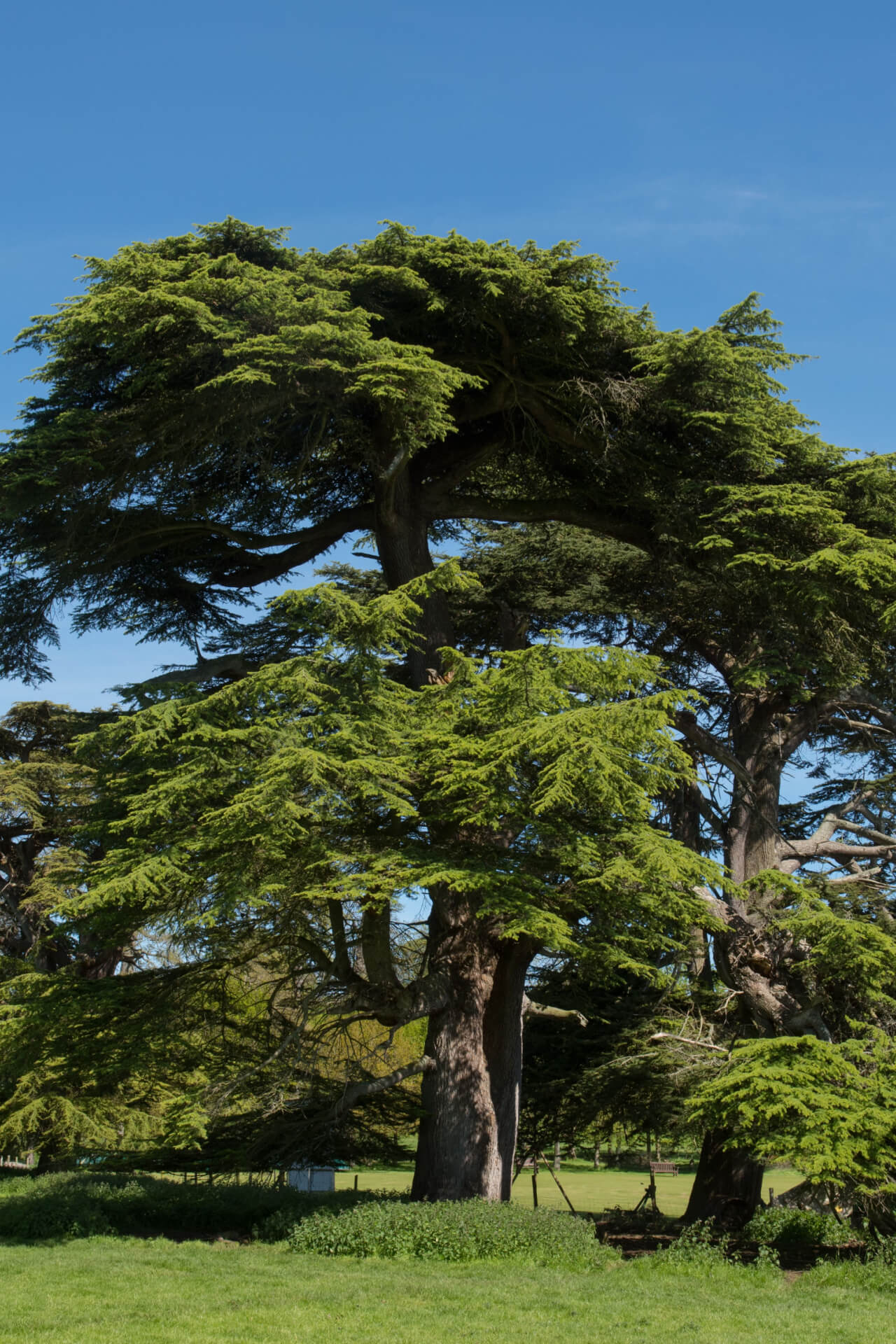 Cedar Tree