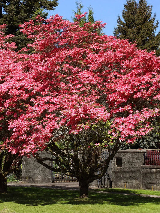 Cherokee Chief Dogwood