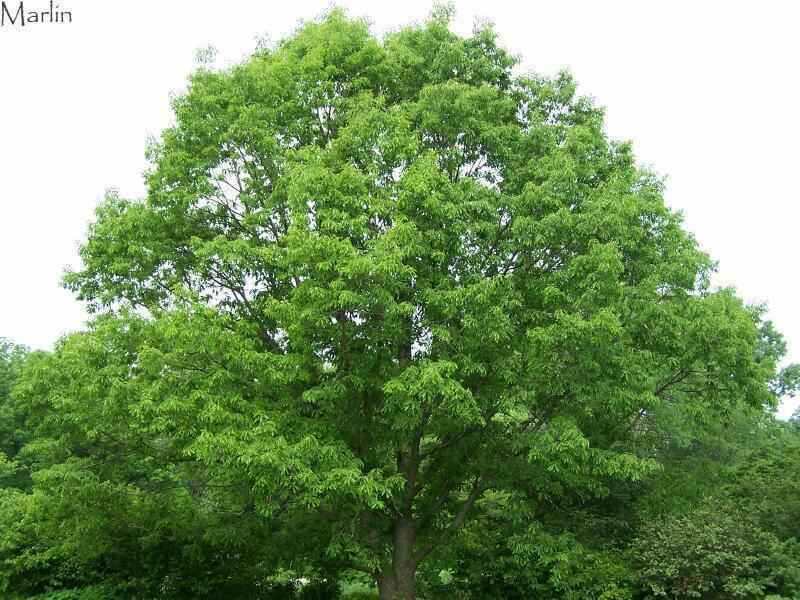 Chestnut Oak Seedlings - Package of 100