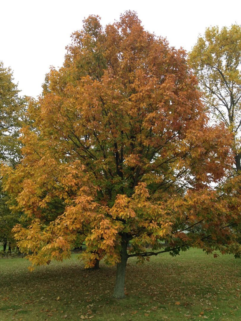 Chestnut Oak Seedlings - Package of 100