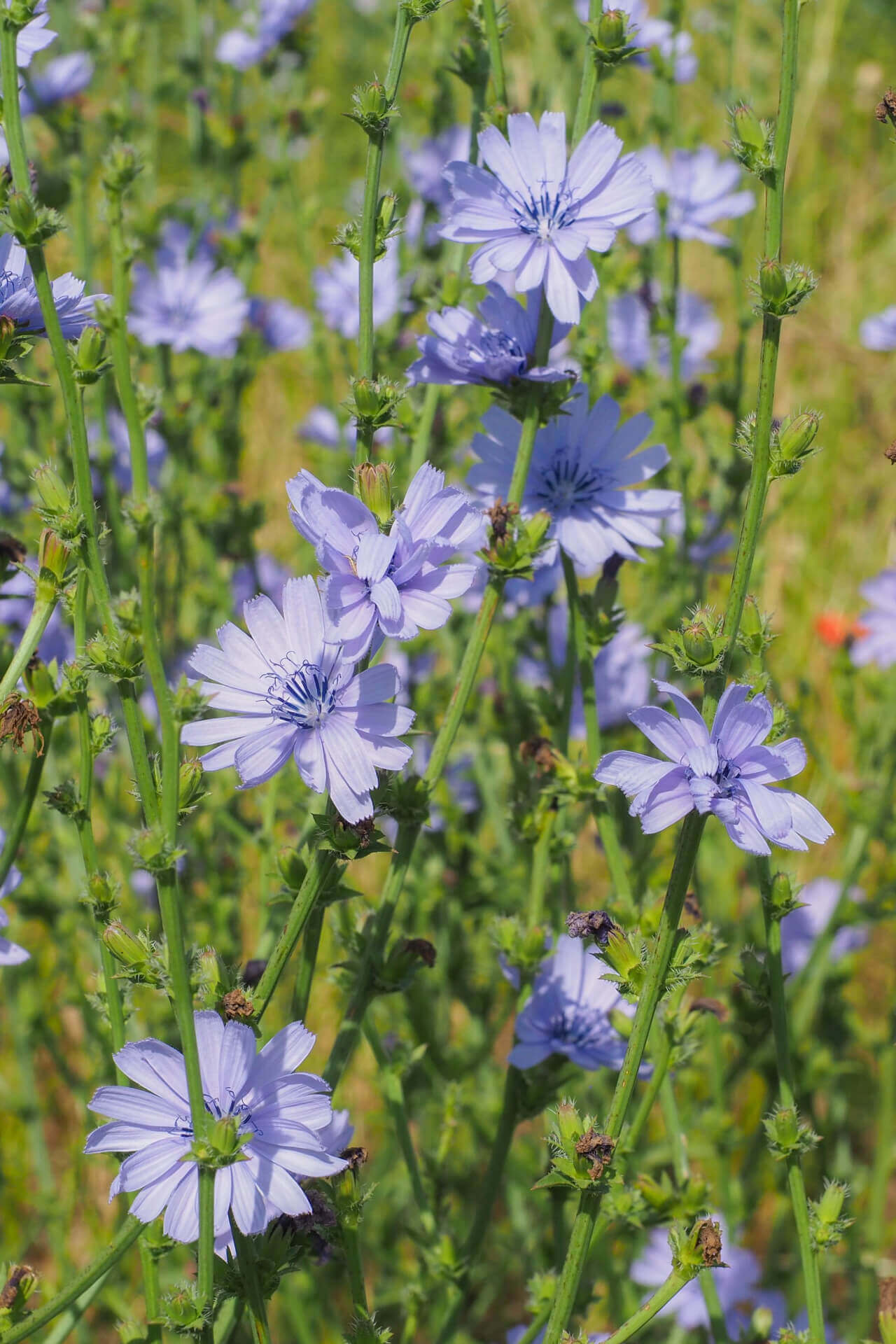 Chicory Plant