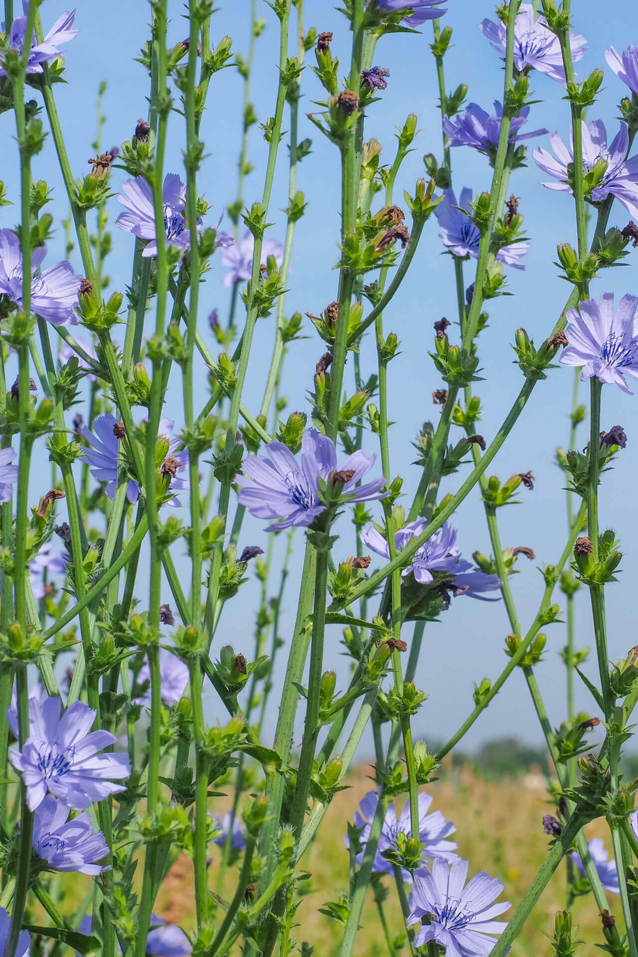 Chicory Plant