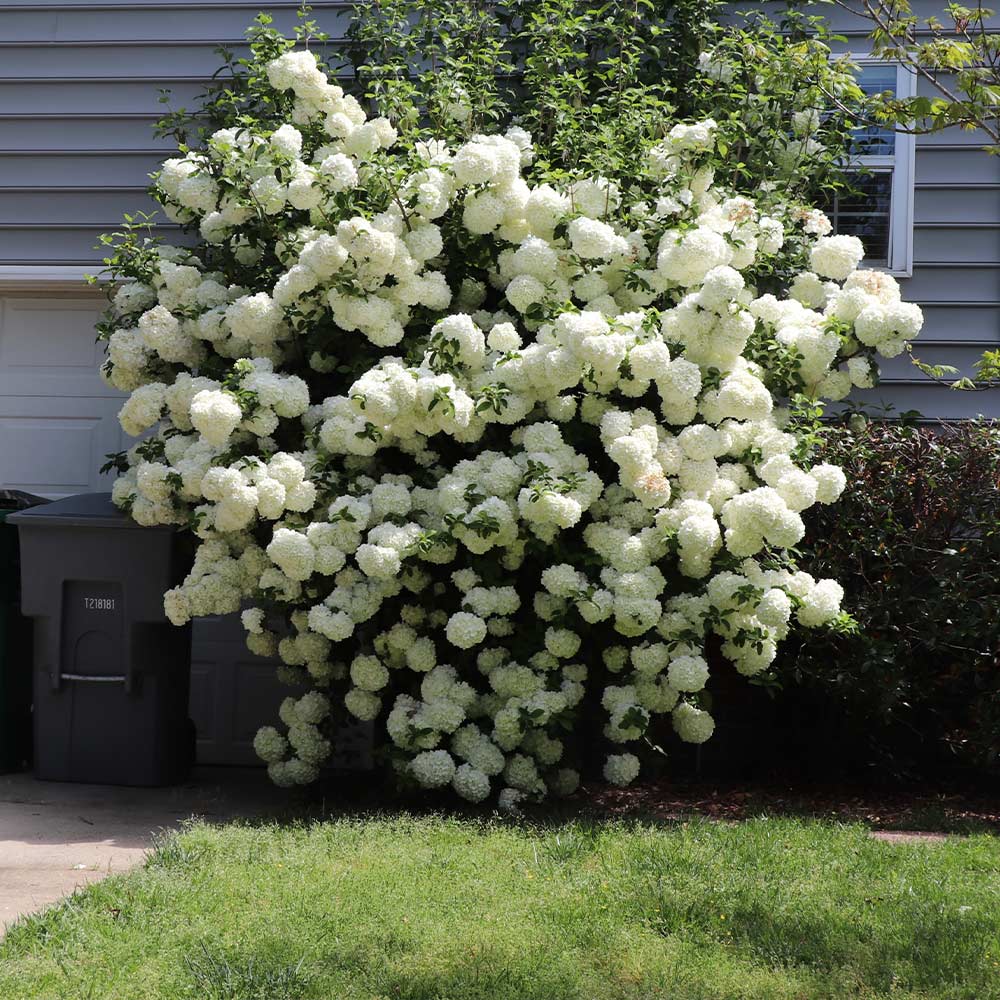 Chinese Snowball Bush