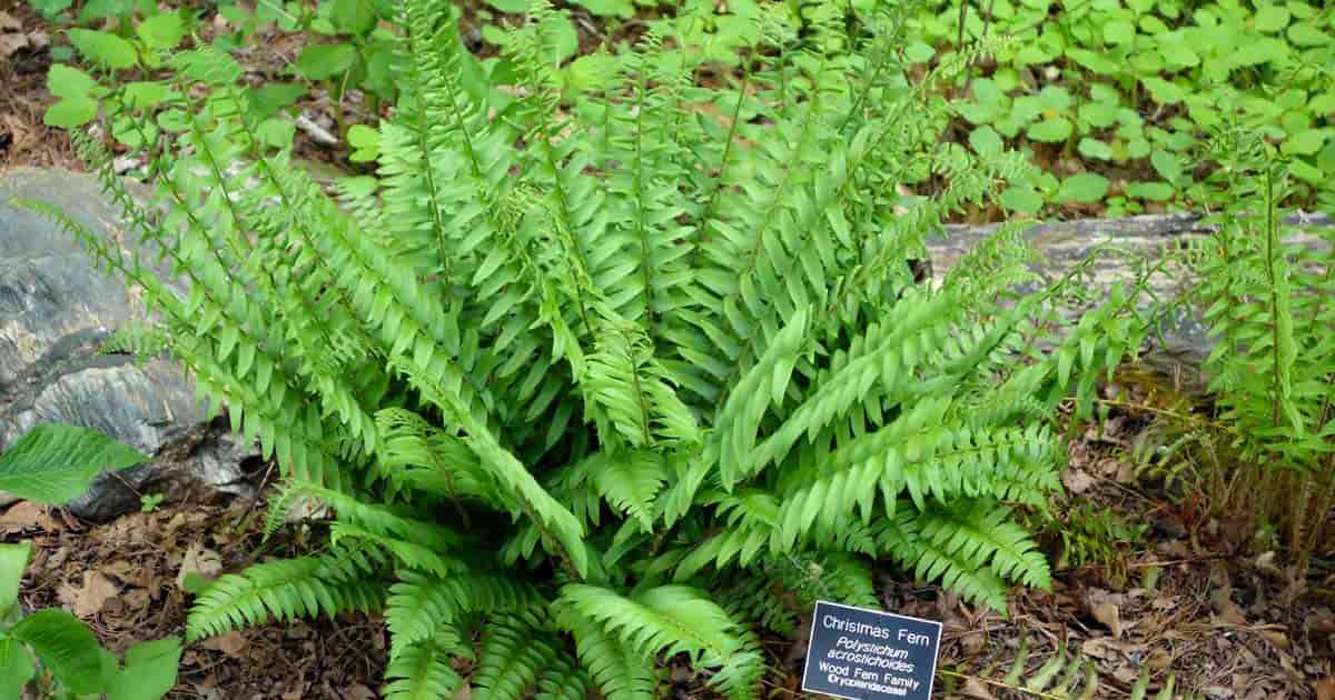 Christmas Fern