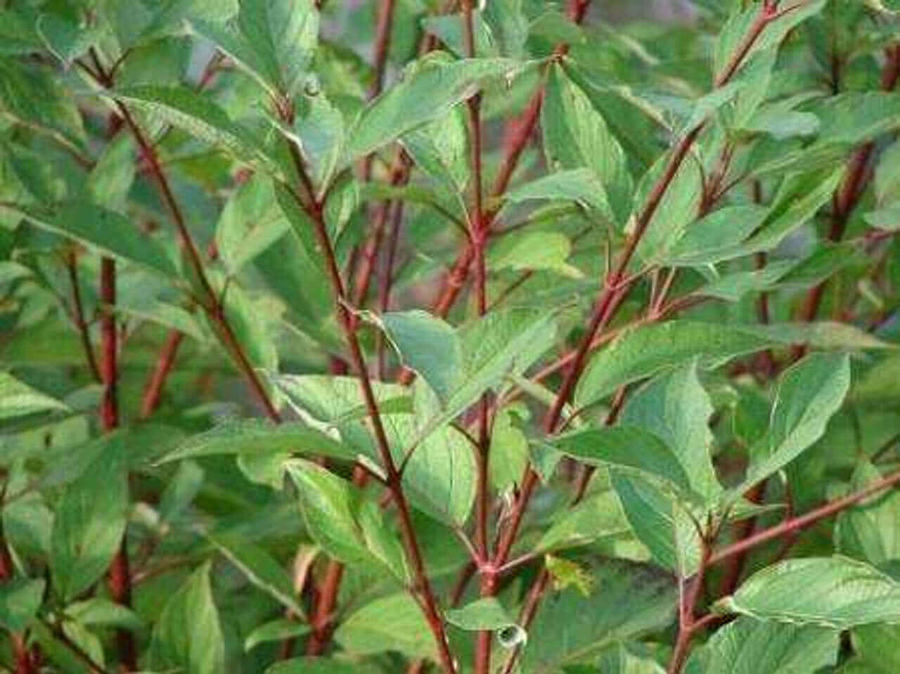 Coral Red Dogwood